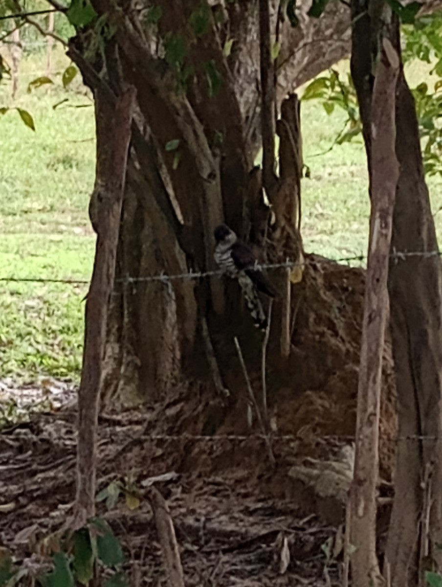 四聲杜鵑 - ML645933664