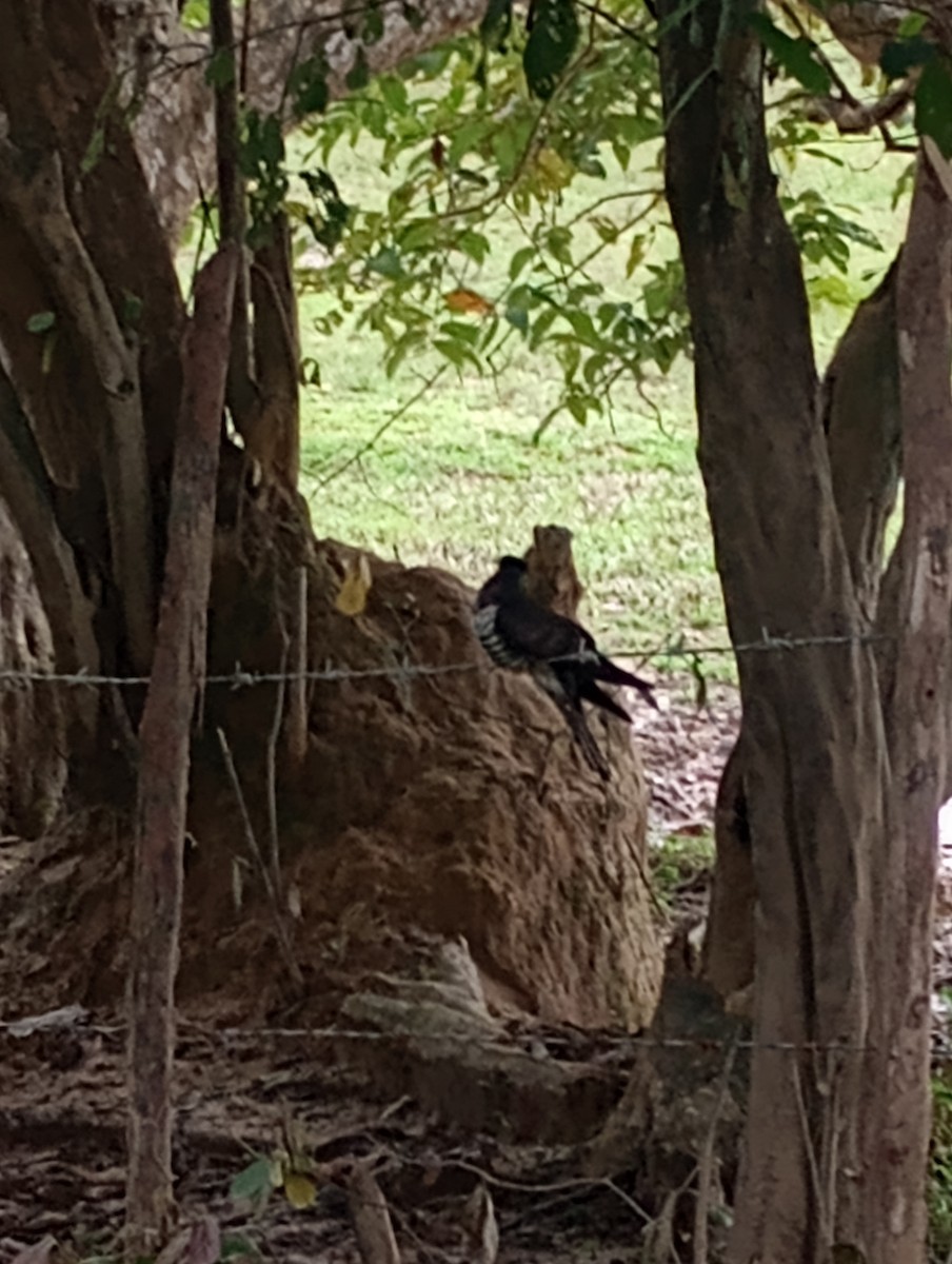 四聲杜鵑 - ML645933665