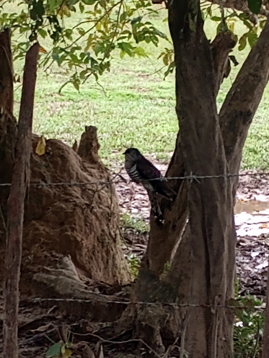 四聲杜鵑 - ML645933666