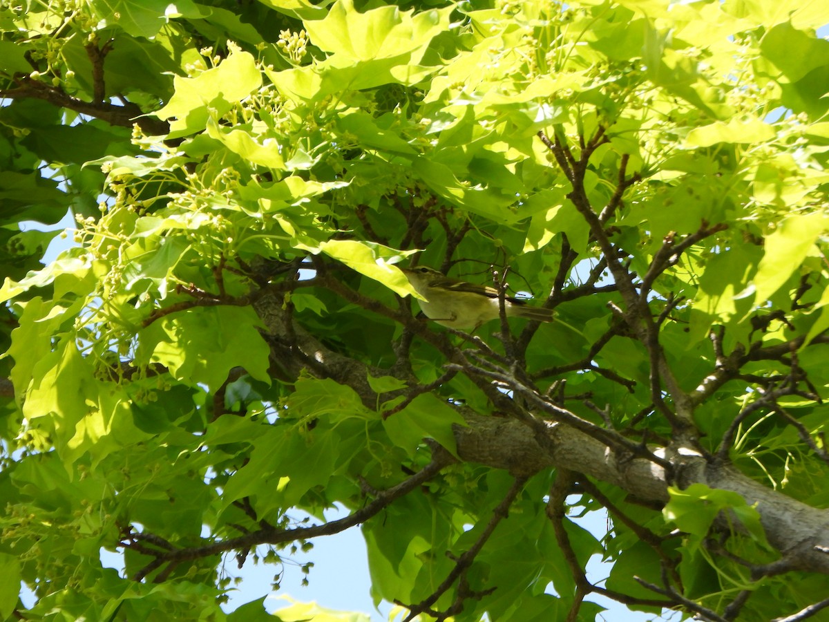 黃眉柳鶯 - ML645933667