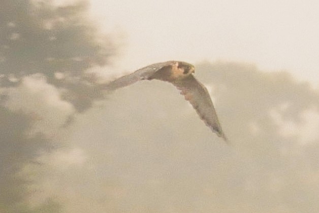 遊隼(peregrinator) - ML645933668