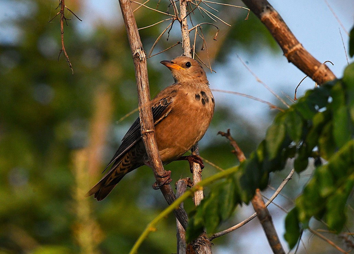 粉紅椋鳥 - ML645933669