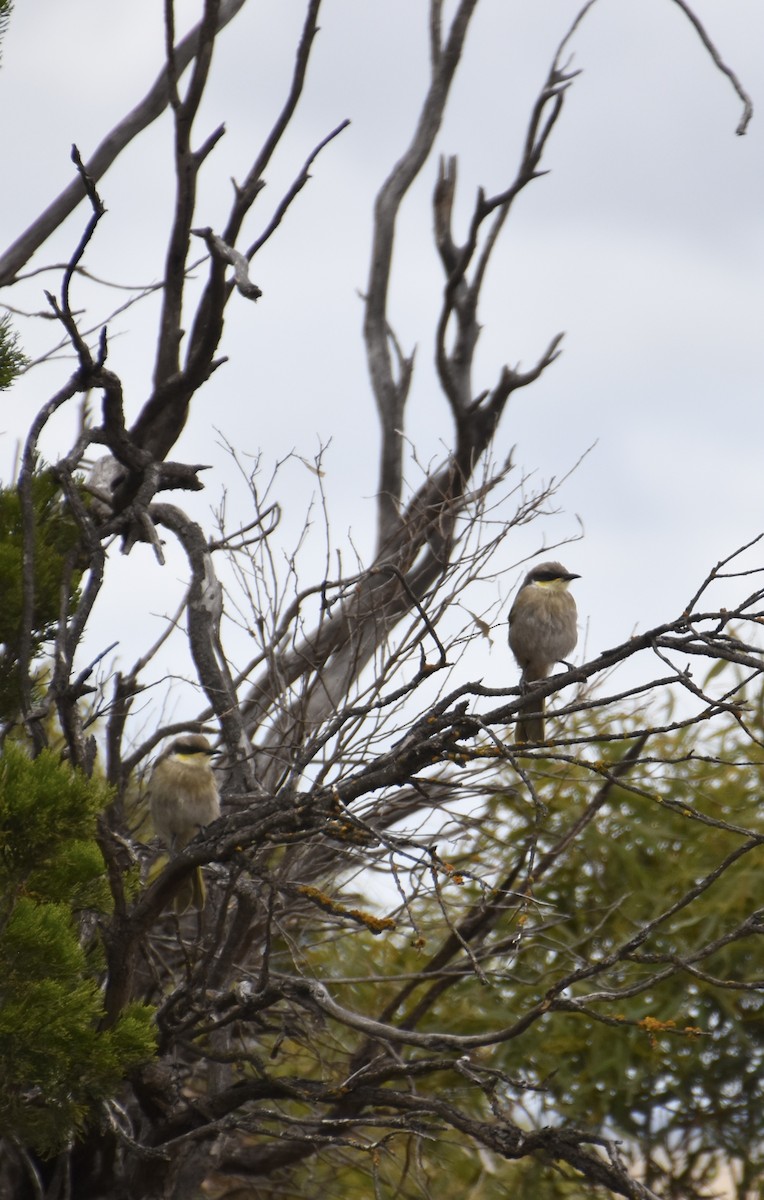 Singing Honeyeater - ML645933670