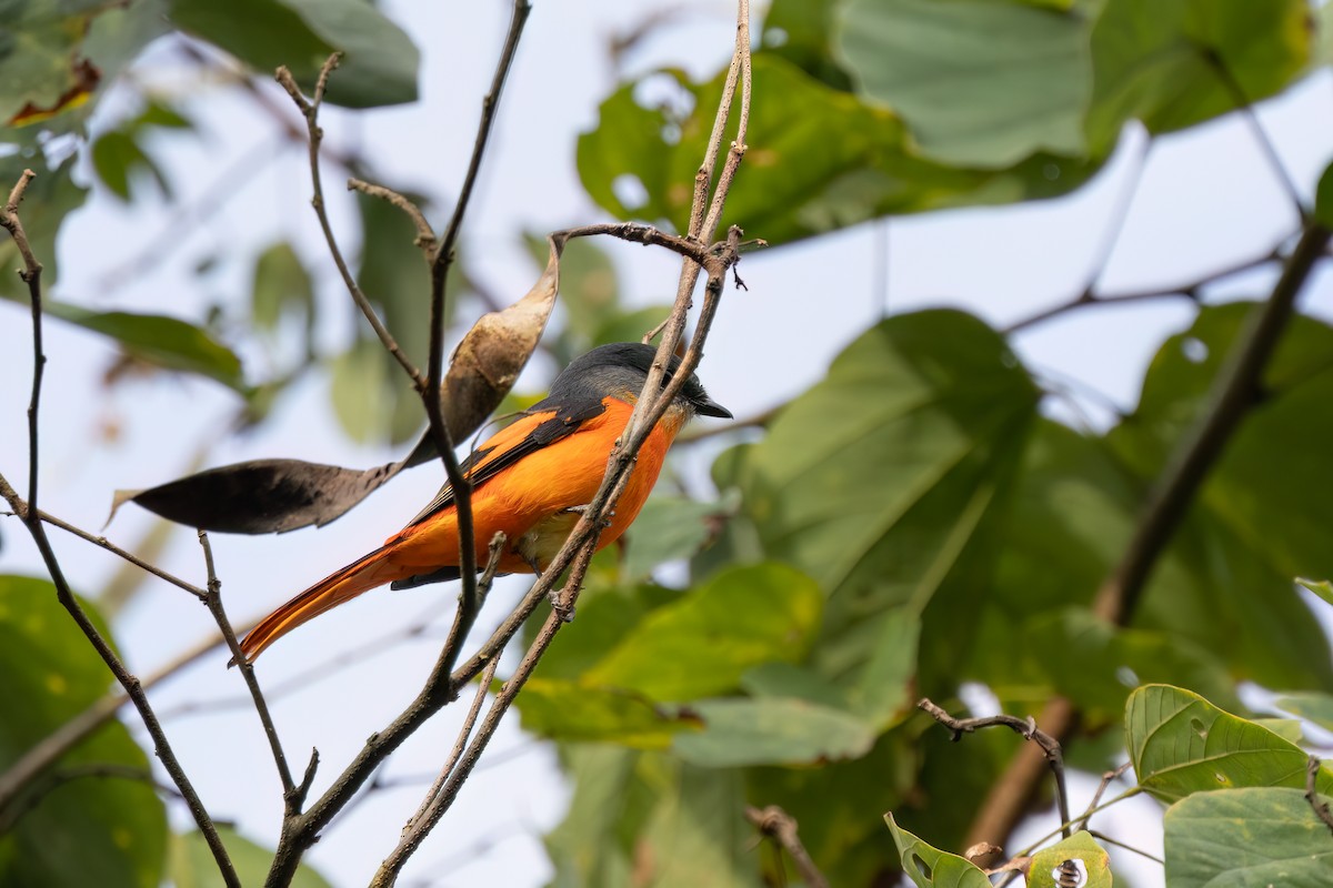 灰喉山椒鳥 - ML645933671