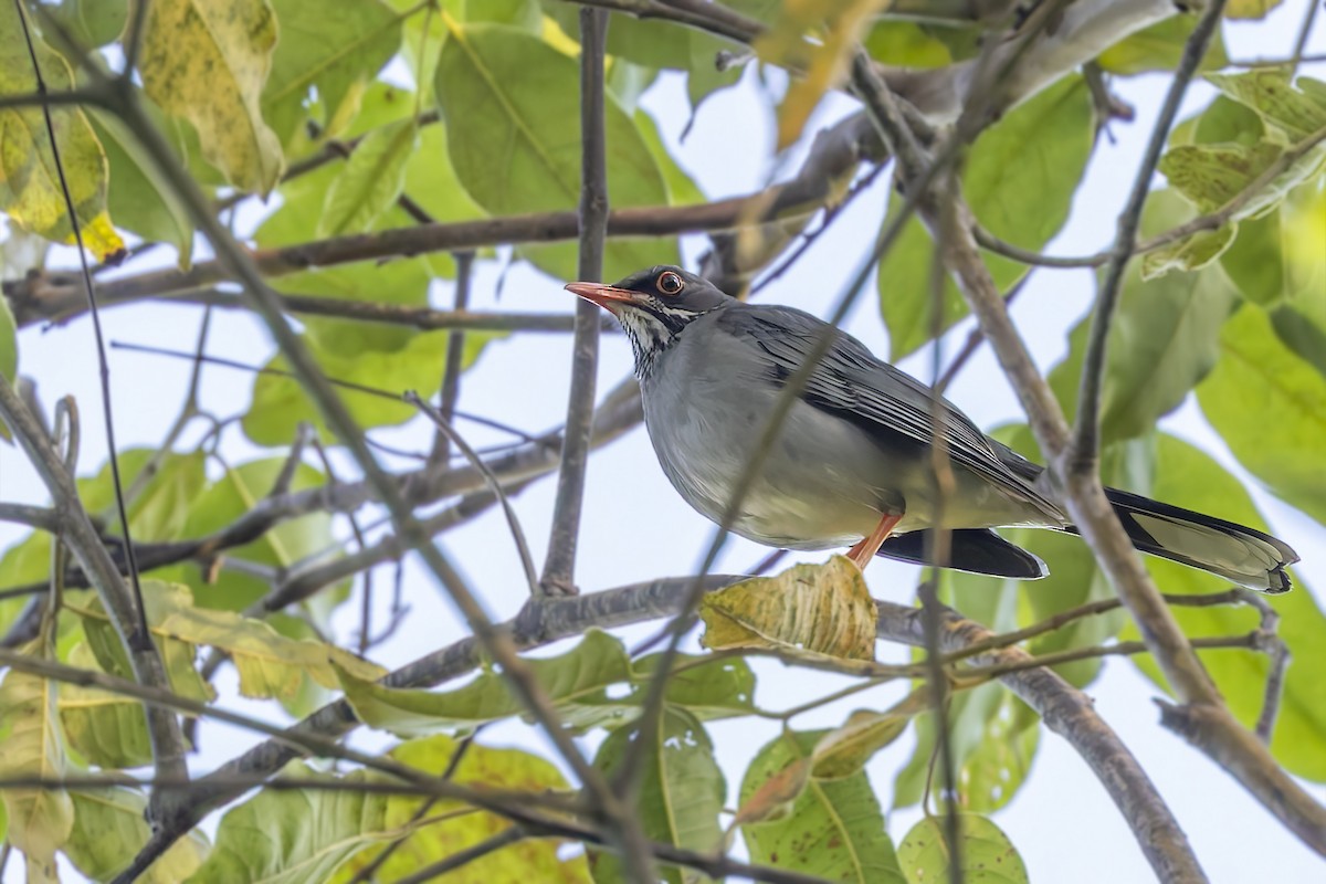 Eastern Red-legged Thrush - ML645933672
