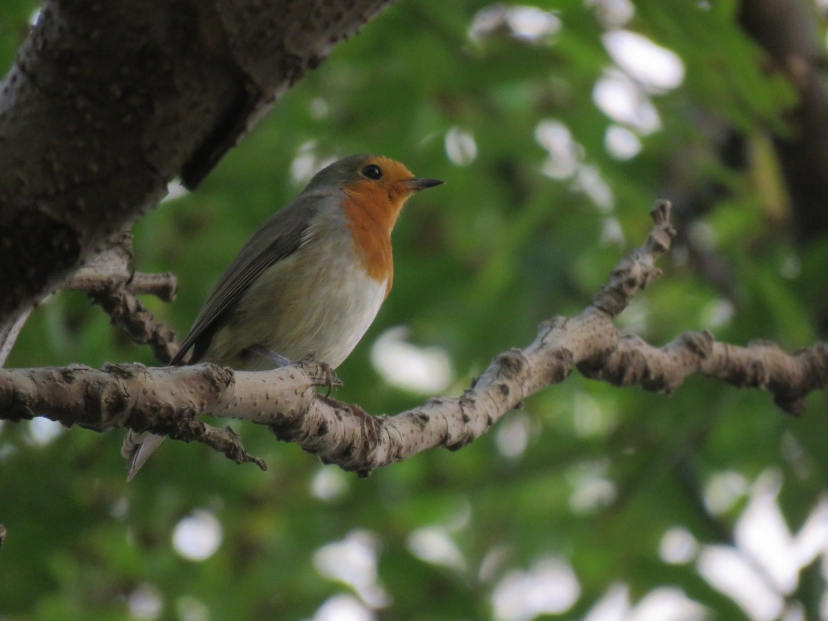 European Robin - ML645933674