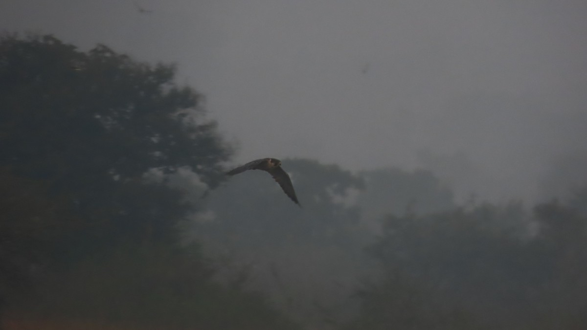 遊隼(peregrinator) - ML645933679