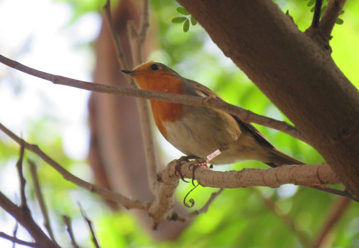 European Robin - ML645933680