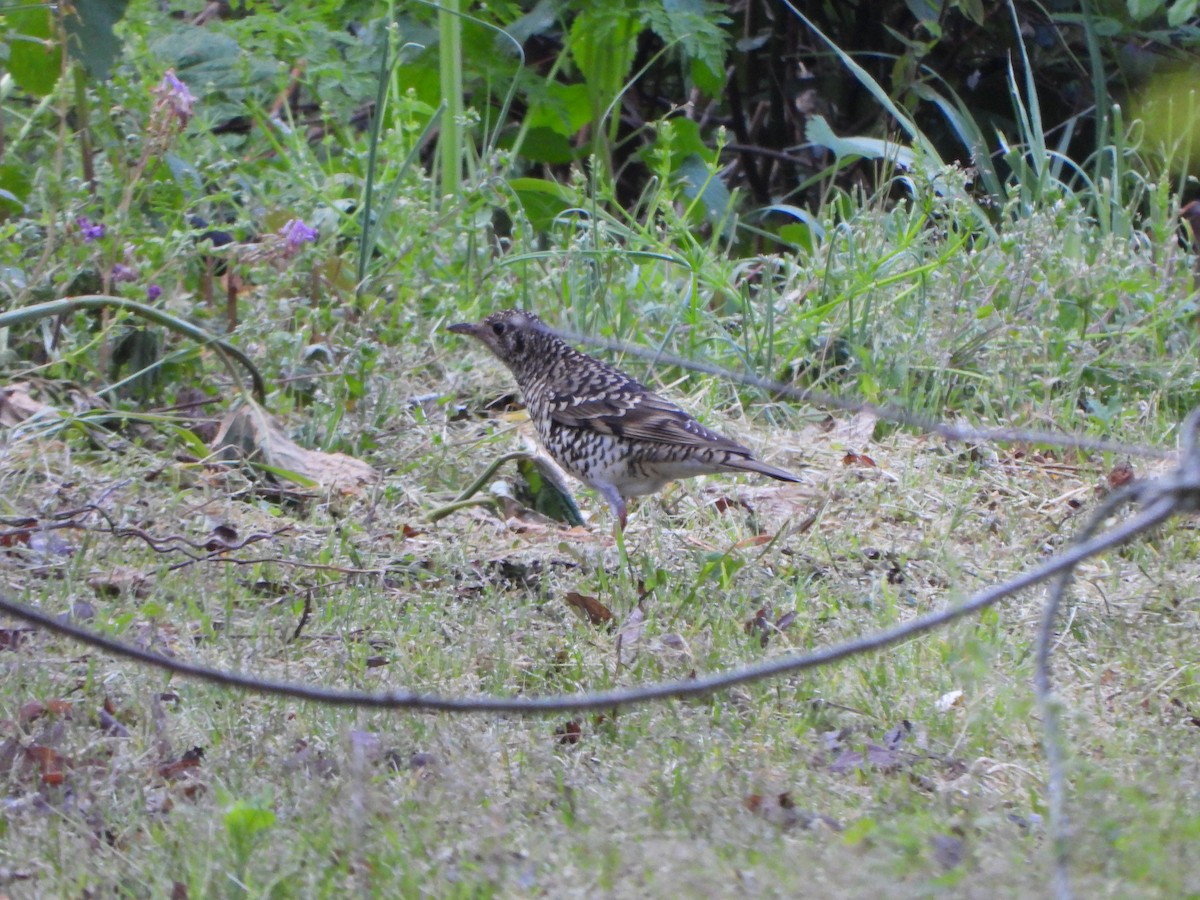 白氏地鶇 - ML645933681