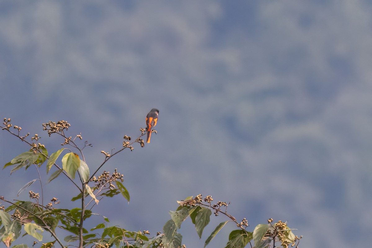 灰喉山椒鳥 - ML645933682