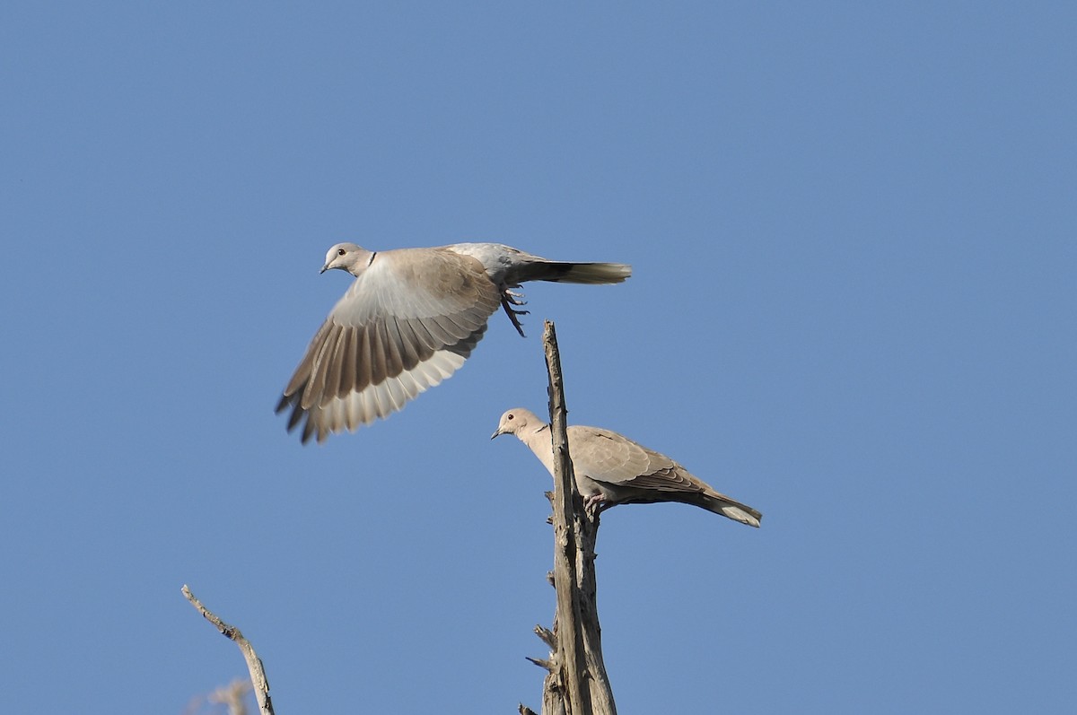 灰斑鳩 - ML645933683