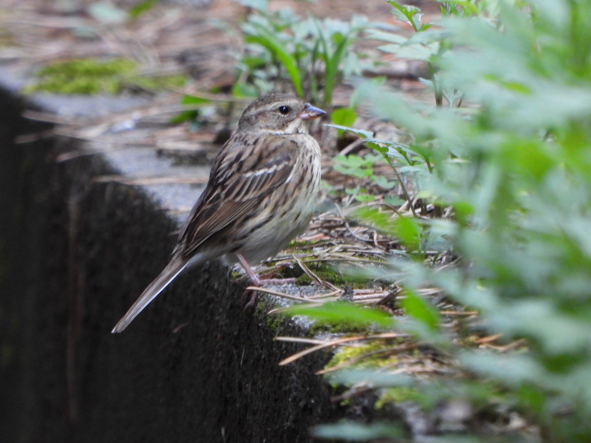 灰頭黑臉鵐 - ML645933684