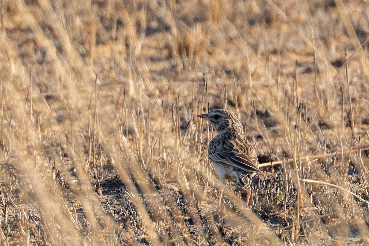 Madagascar Lark - ML645933692