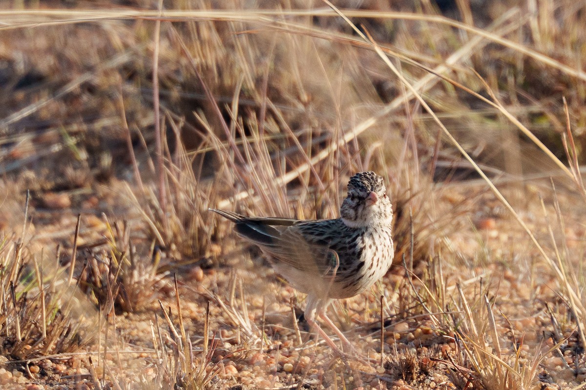 Madagascar Lark - ML645933693