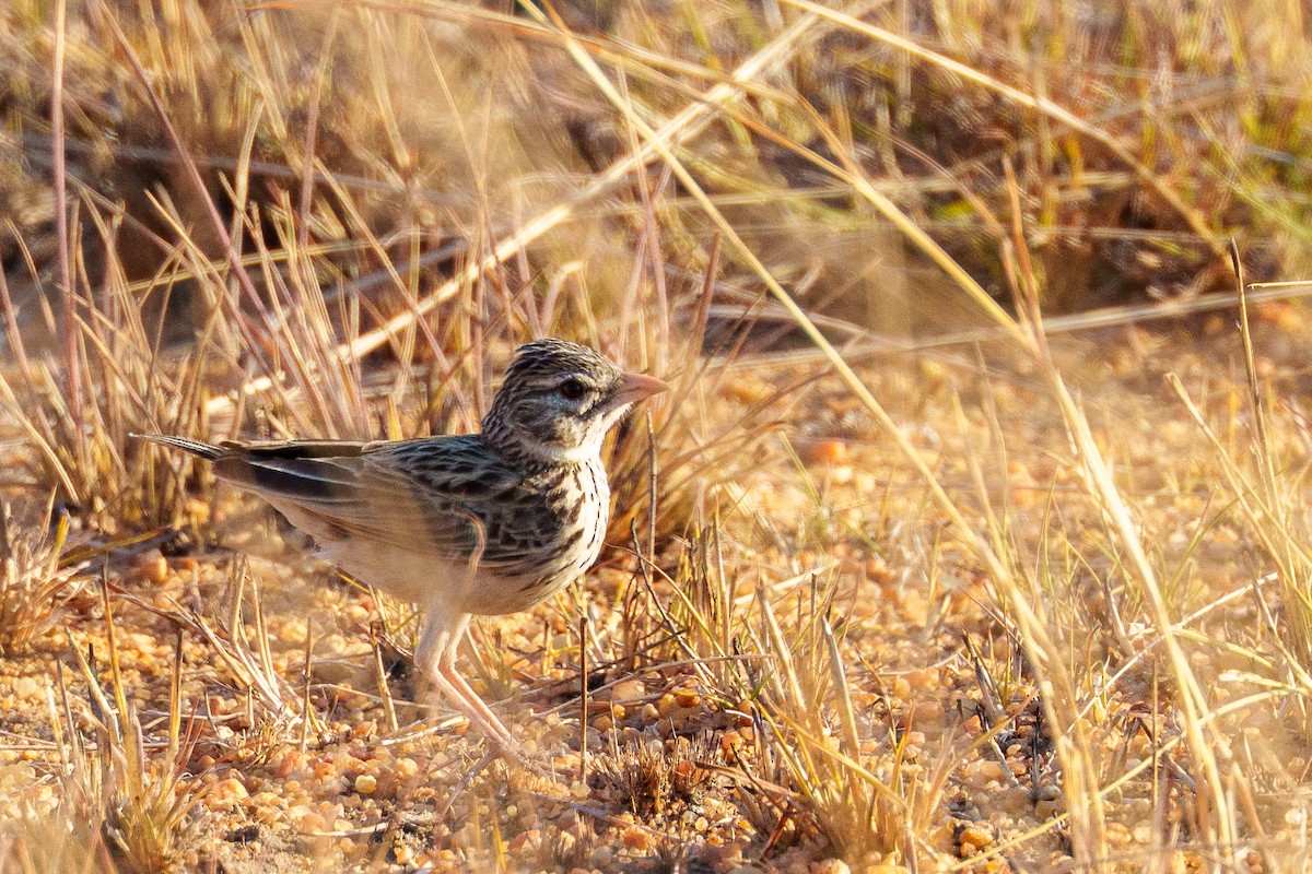 Madagascar Lark - ML645933694