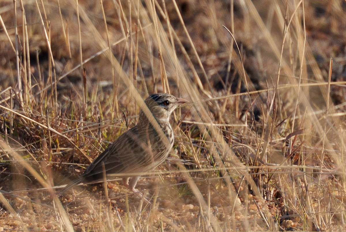 Madagascar Lark - ML645933695