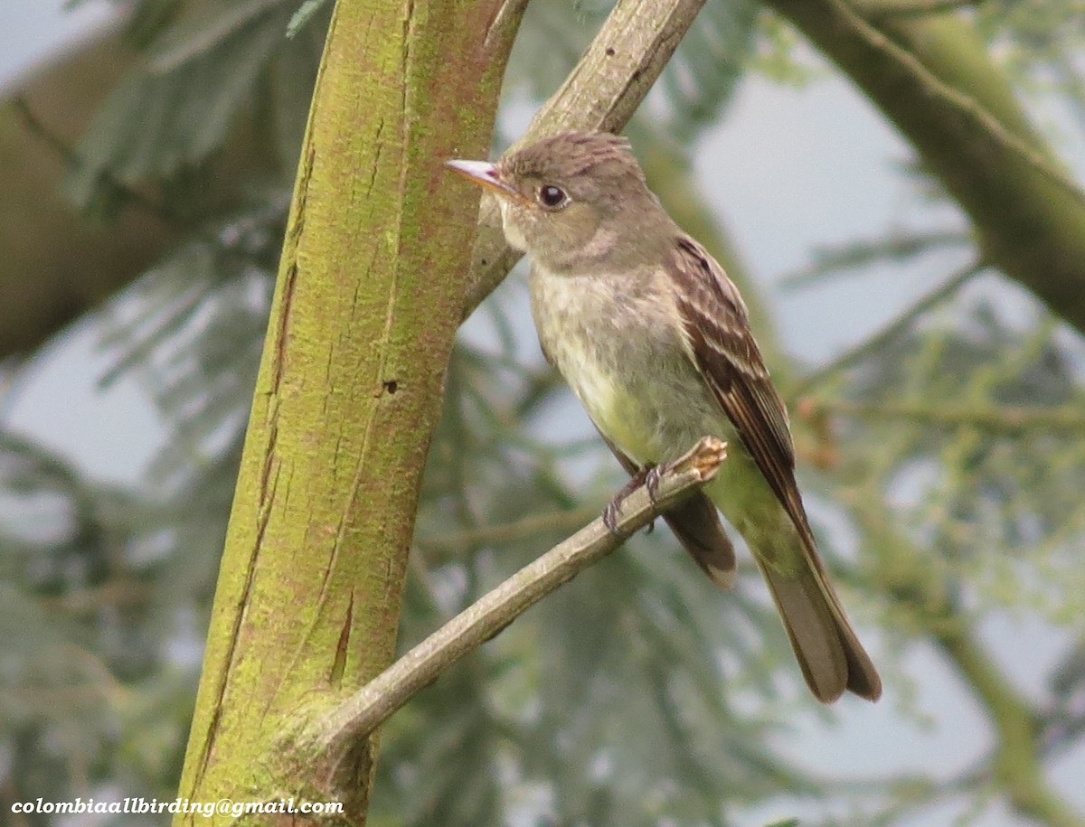 Желтобрюхая эления - ML645933696