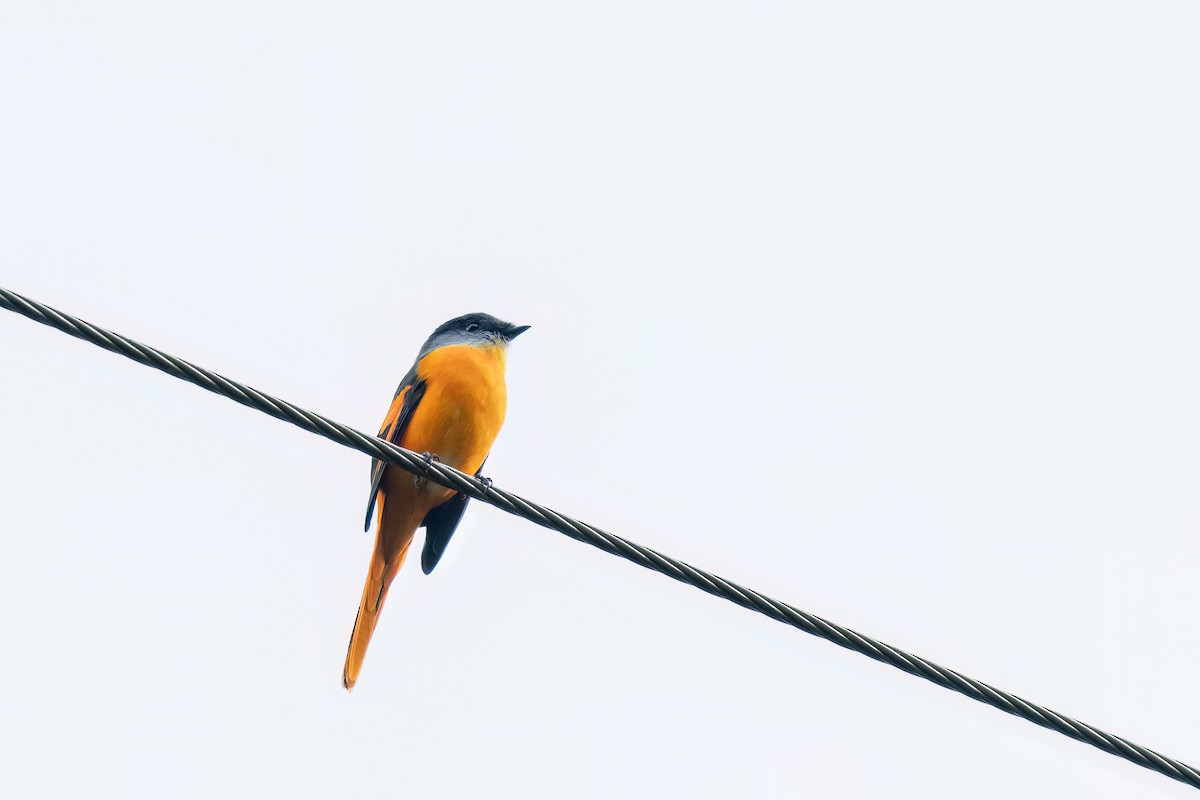 gråhakemønjefugl - ML645933697