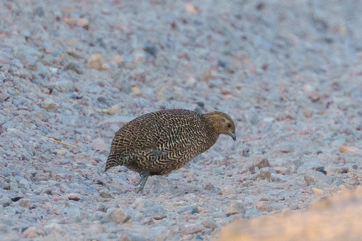 Madagascar Partridge - ML645933699