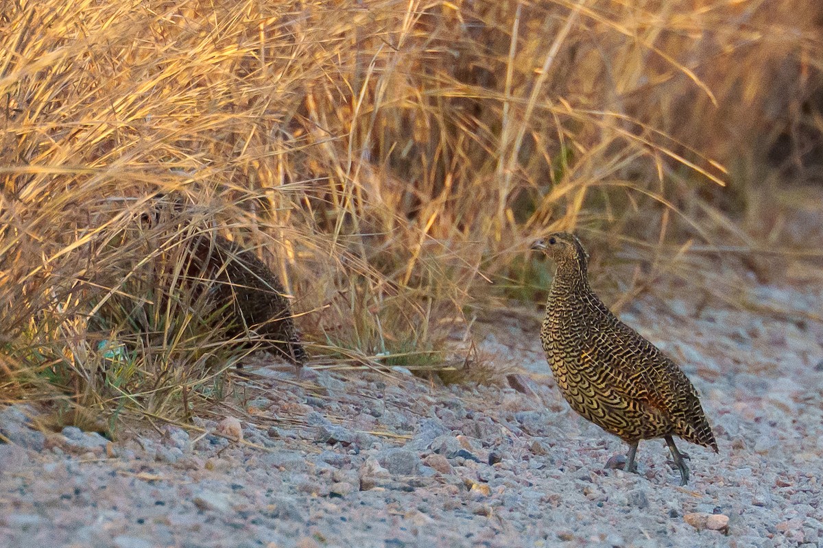 Madagascar Partridge - ML645933700