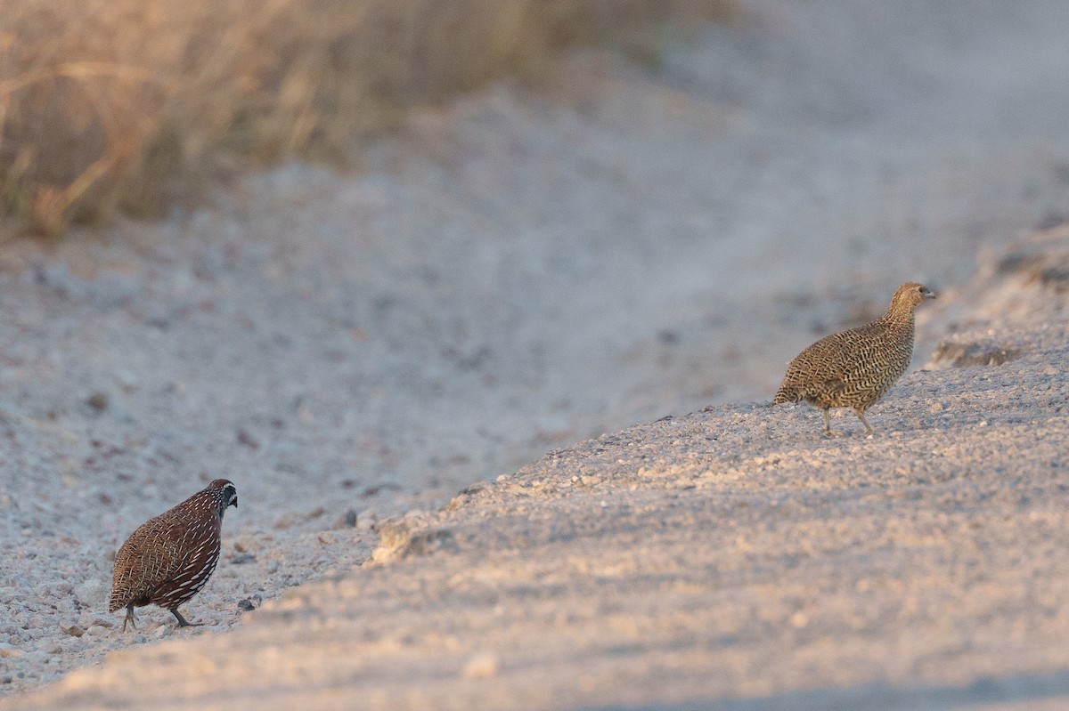 Madagascar Partridge - ML645933704