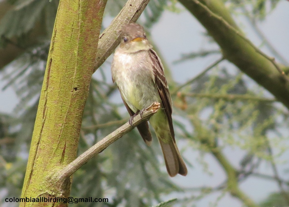 Желтобрюхая эления - ML645933709