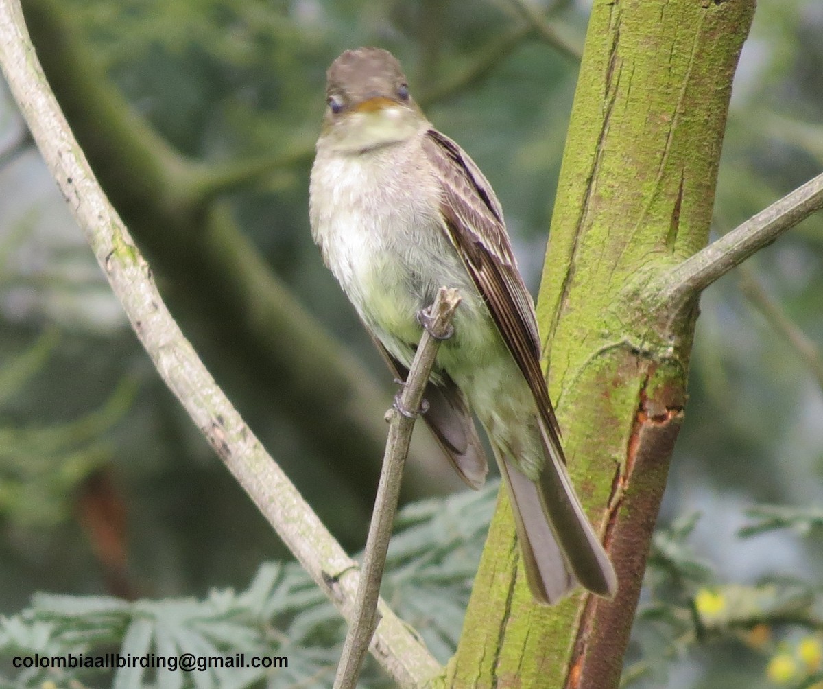 Желтобрюхая эления - ML645933710