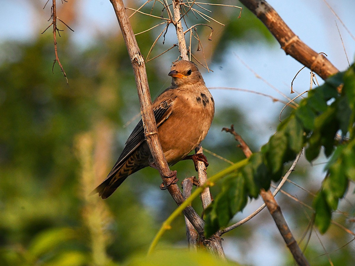 Rosy Starling - ML645933715