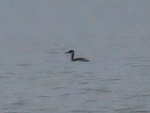 Red-necked Grebe - ML645933720