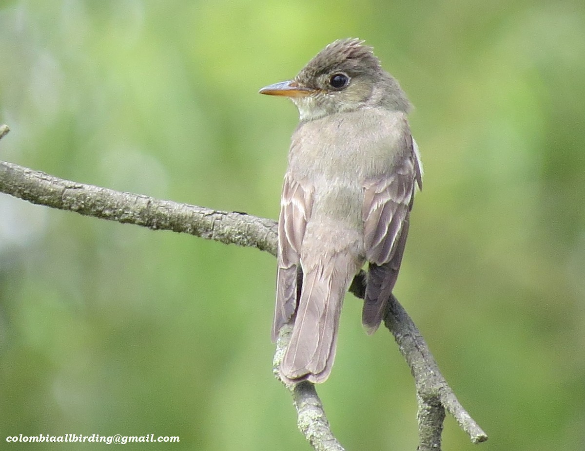 Eastern Wood-Pewee - ML645933739