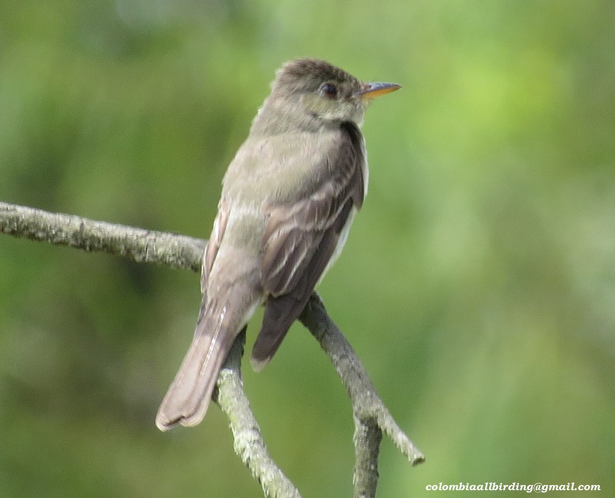 Eastern Wood-Pewee - ML645933744