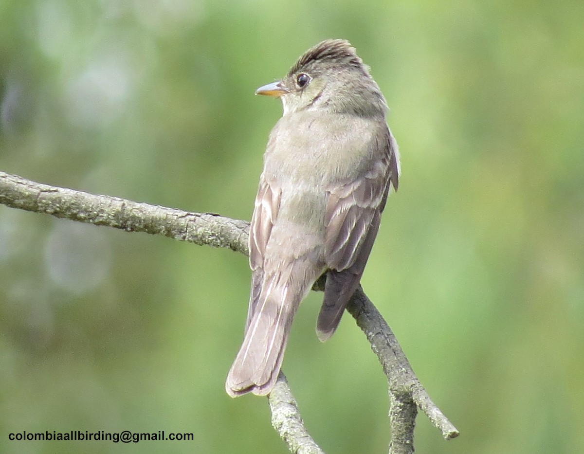 Eastern Wood-Pewee - ML645933749