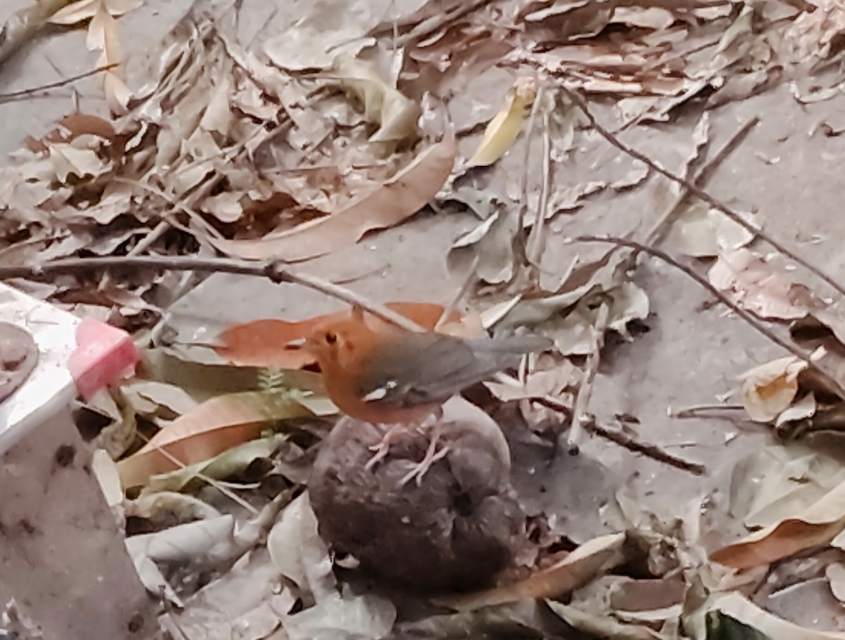 Orange-headed Thrush - ML645933750