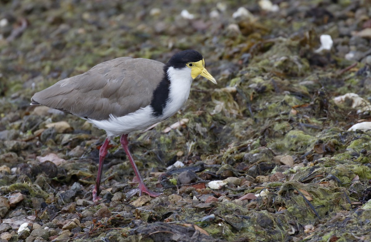 Masked Lapwing - ML645933764