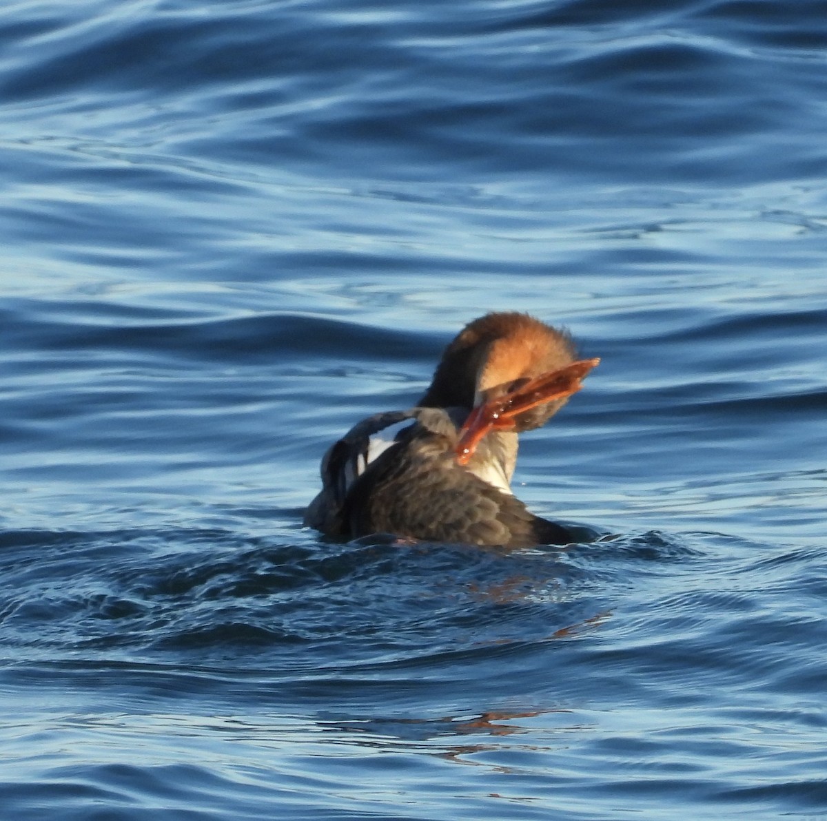 Red-breasted Merganser - ML645933769