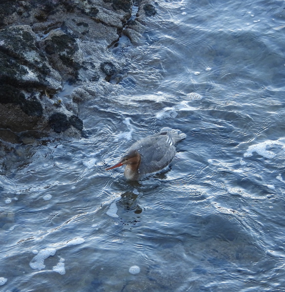 Red-breasted Merganser - ML645933770