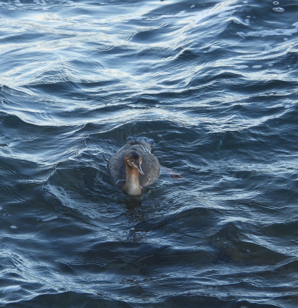 Red-breasted Merganser - ML645933771