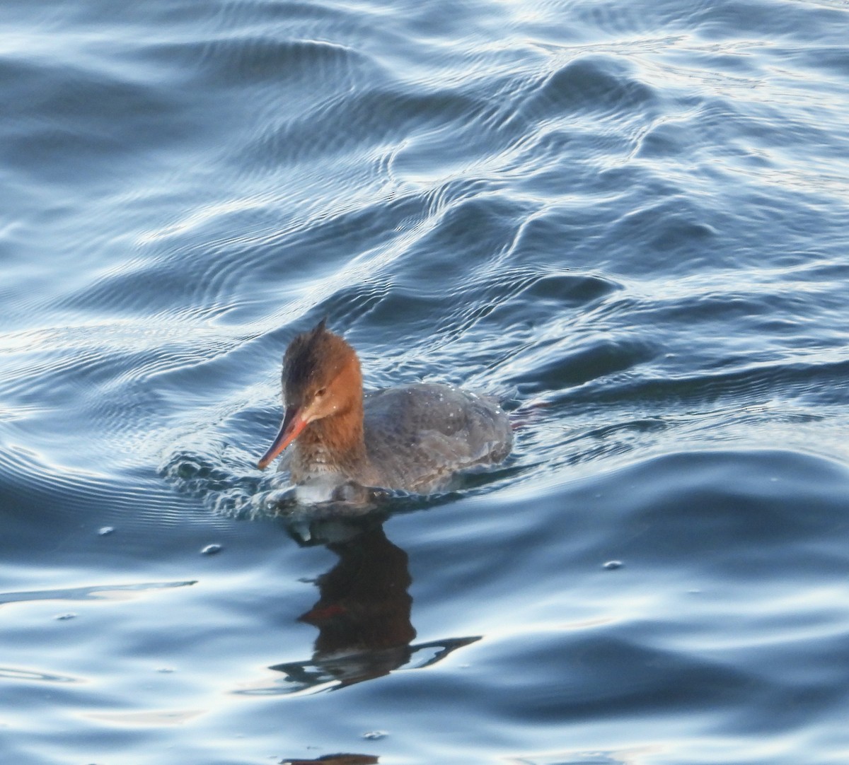 Red-breasted Merganser - ML645933772