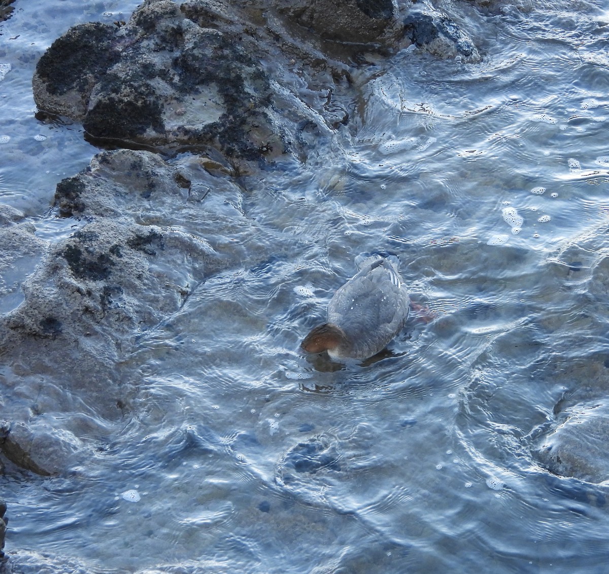 Red-breasted Merganser - ML645933773