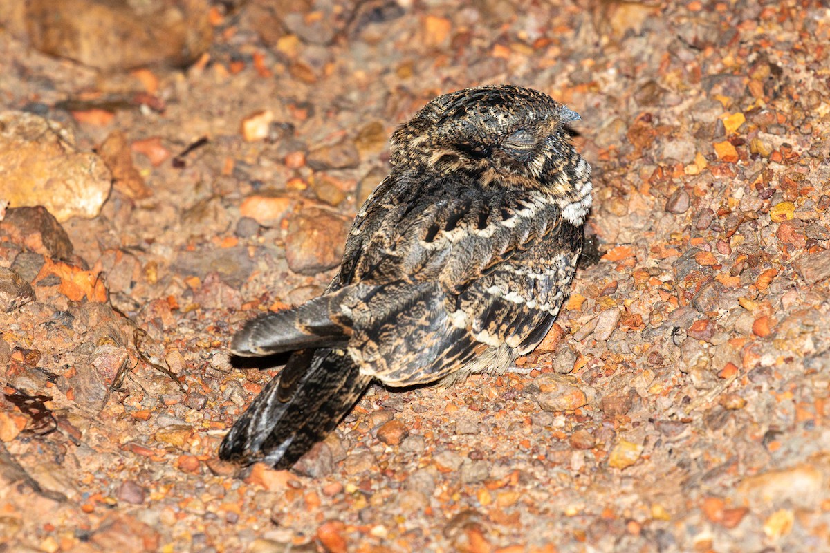 lelek šedočelý - ML645933778