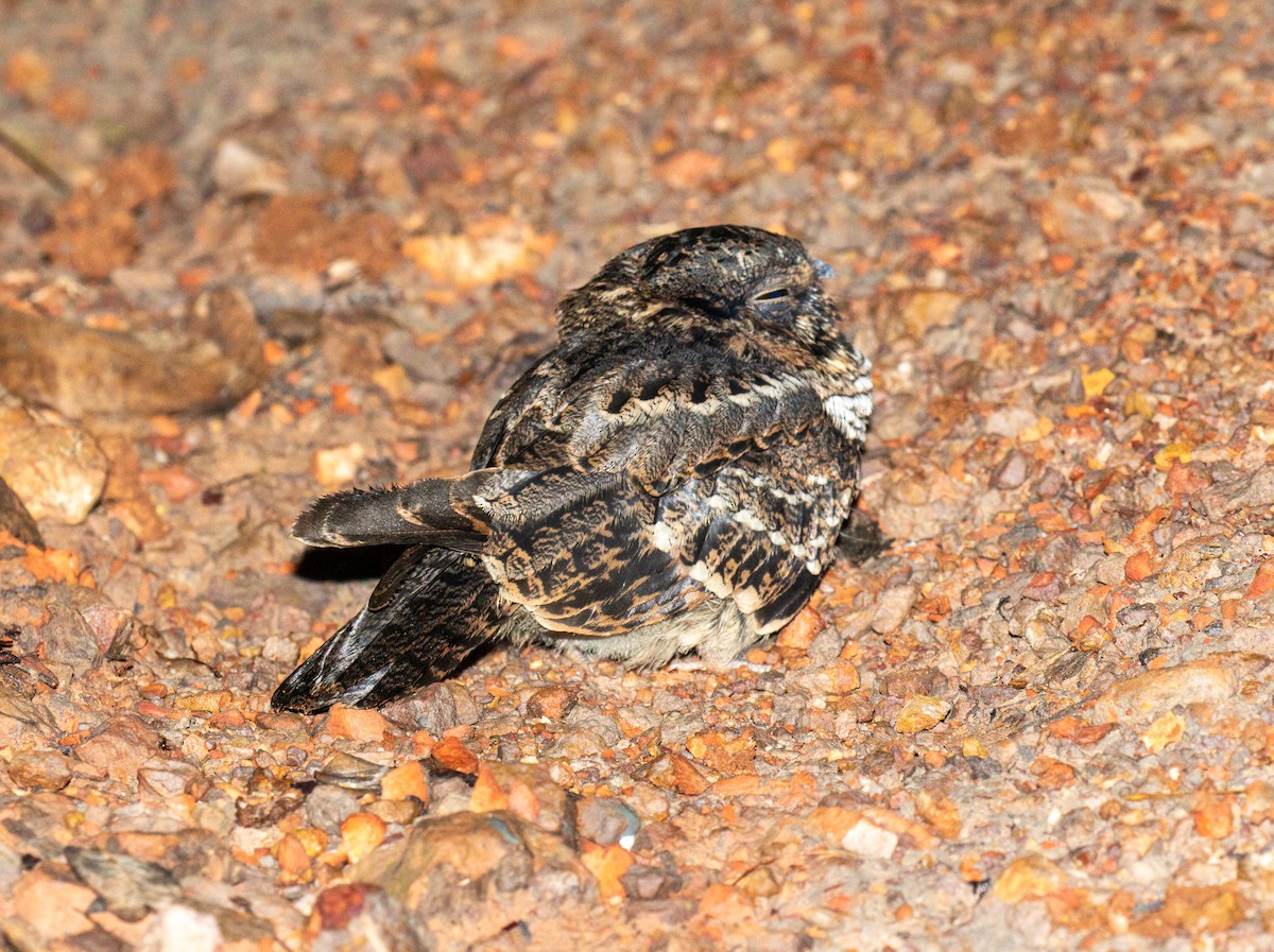 lelek šedočelý - ML645933779