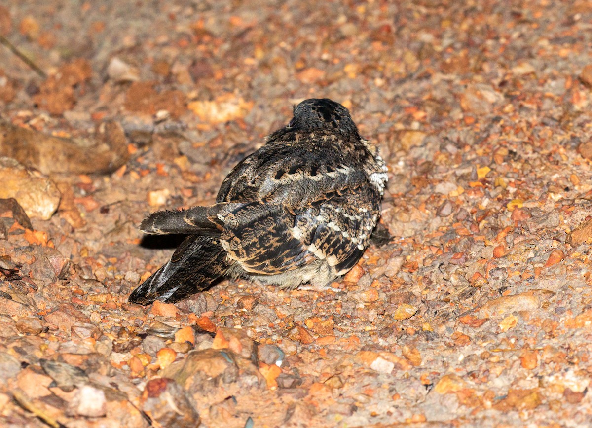 lelek šedočelý - ML645933780