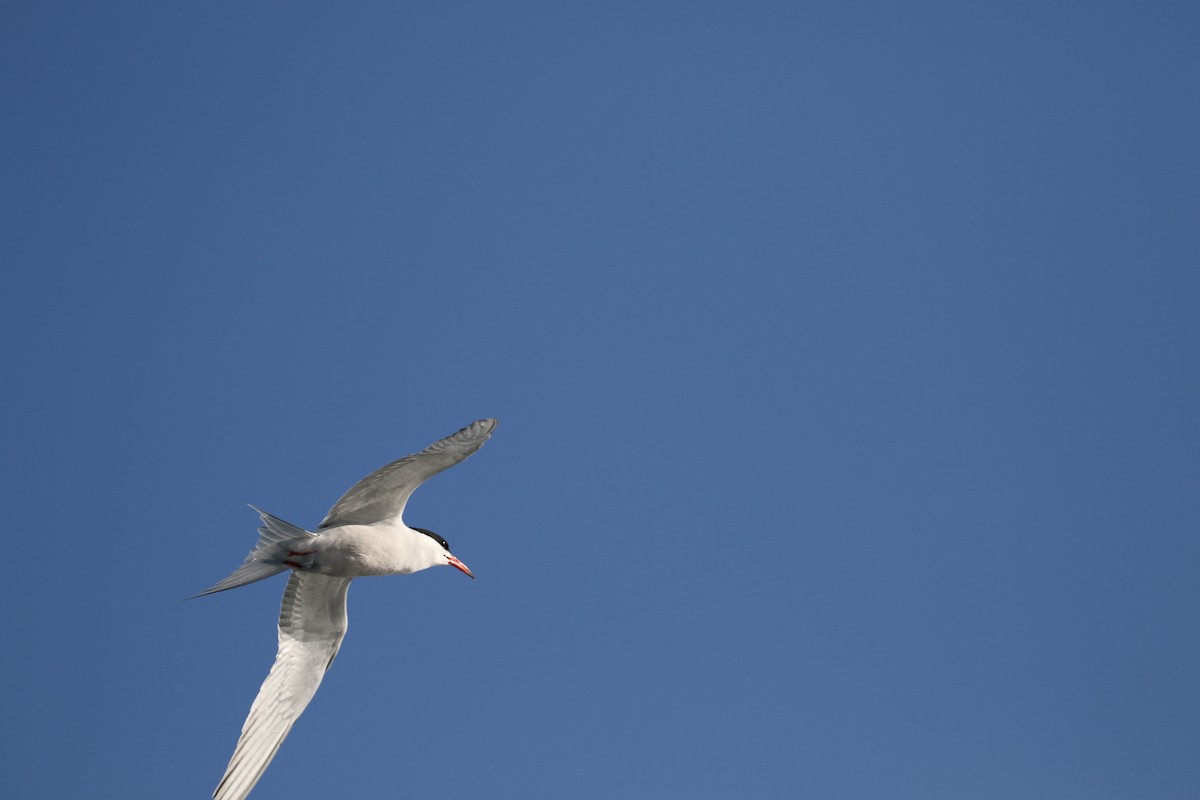 Common Tern - ML645933786