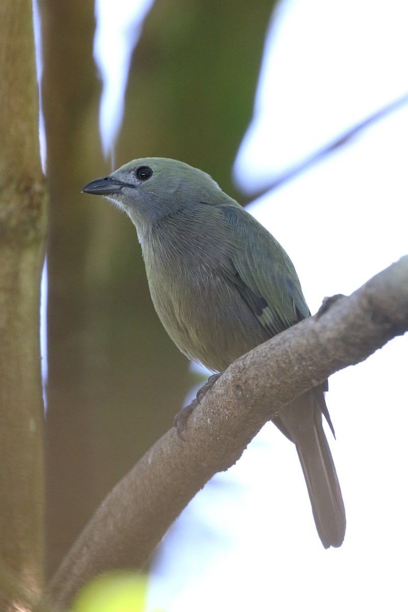 palmetanagar - ML645933817