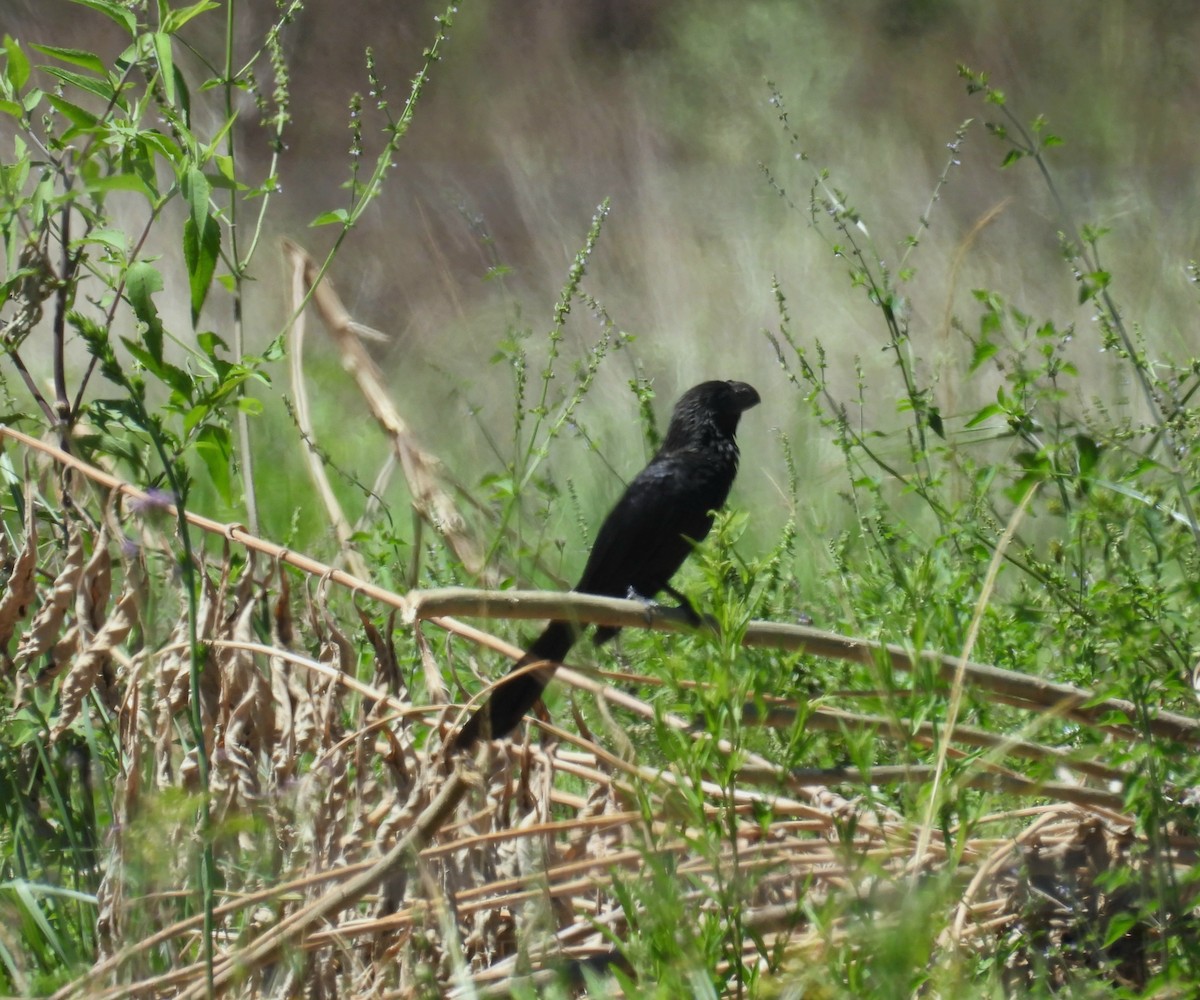 Smooth-billed Ani - ML645933821