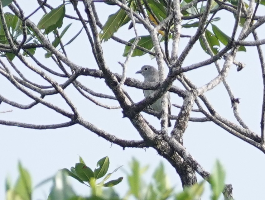 Snowy Cotinga - ML645933832