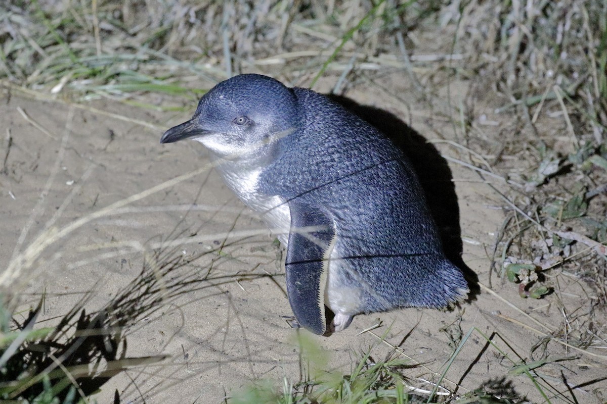 Little Penguin - ML645933851