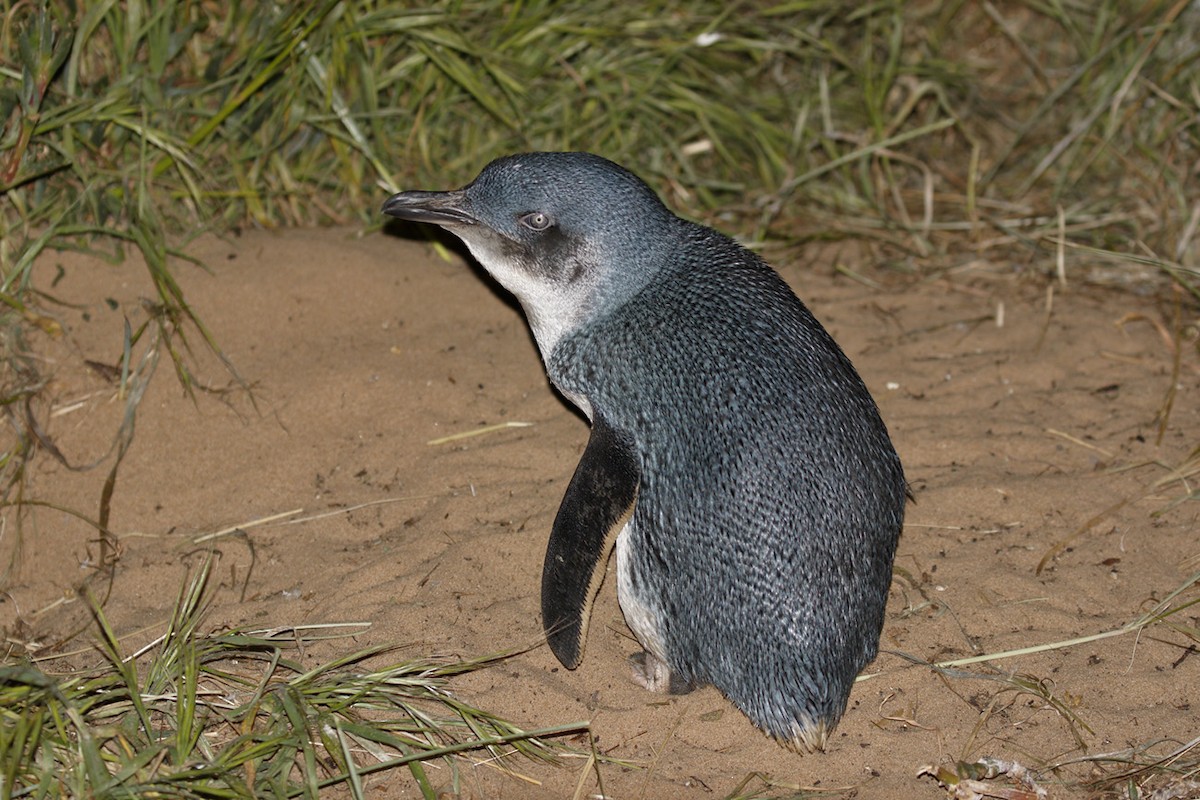 Little Penguin - ML645933865