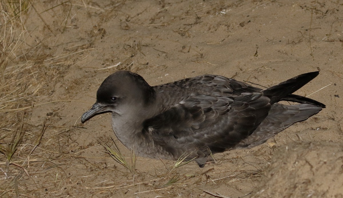 Short-tailed Shearwater - ML645933869