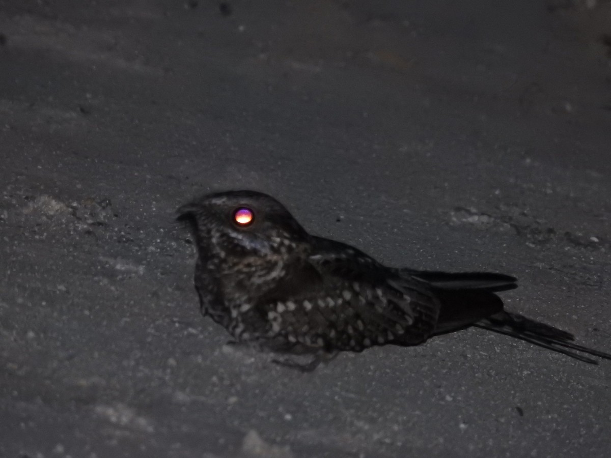 Scissor-tailed Nightjar - ML645933876